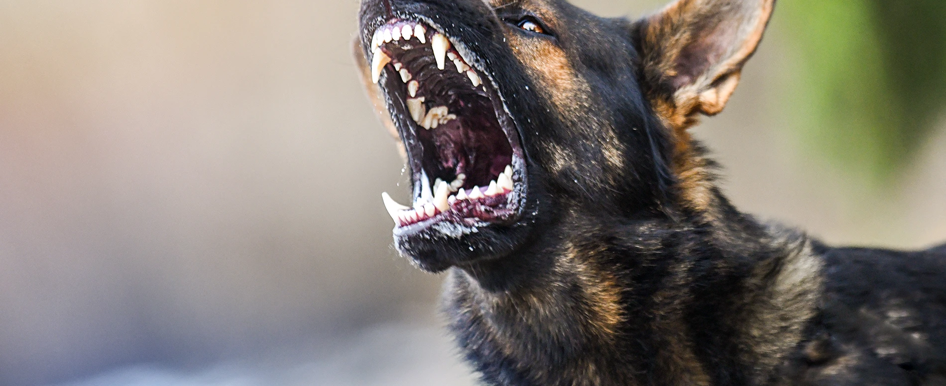 dog bite